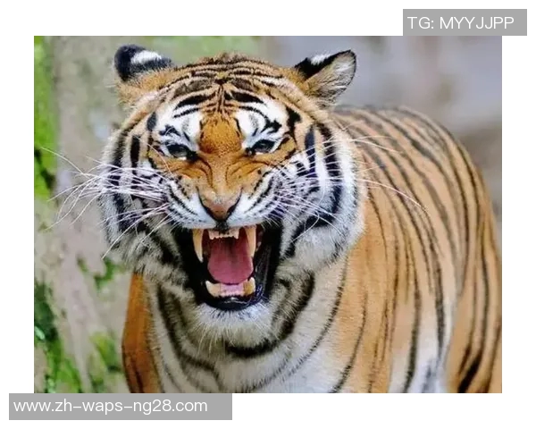 老虎VS其他动物的生存之战谁才是真正的森林之王